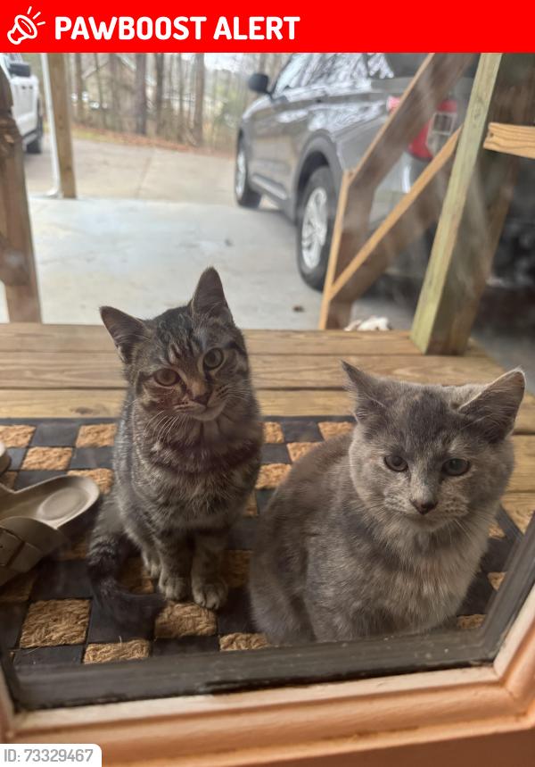 Lost Female Cat last seen New Hope Church Rd, Whitfield County, GA 30755