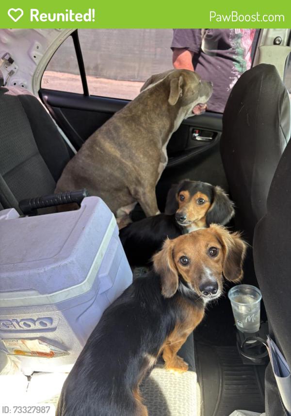 Reunited Male Dog last seen Del Rosa, San Bernardino, CA 92404, USA, San Bernardino, CA 92404