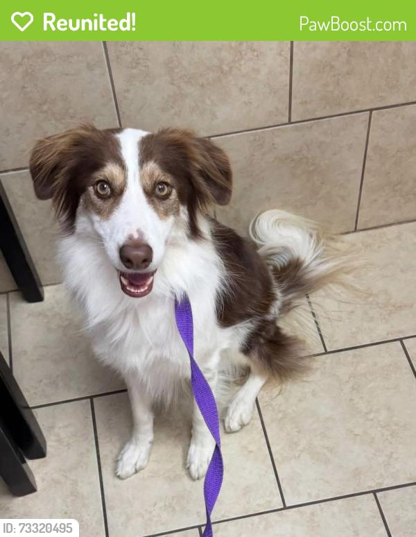 Reunited Female Dog last seen Talley Road, San Antonio, TX 78253
