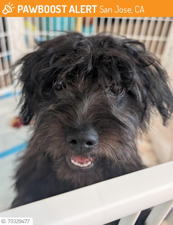 Found/Stray Female Dog last seen iron point dr and anza rd, San Jose, CA 95134