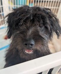 Found/Stray Female Dog last seen iron point dr and anza rd, San Jose, CA 95134
