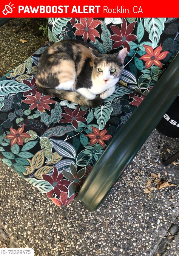 Lost Female Cat last seen China garden and rustic hills, Rocklin, CA 95677