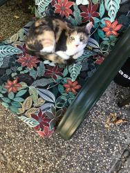 Lost Female Cat last seen China garden and rustic hills, Rocklin, CA 95677