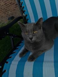 Found/Stray Male Cat last seen Franshire south and Murray hill, Columbus, OH 43228