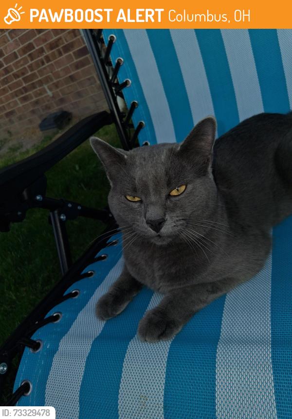 Found/Stray Male Cat last seen Franshire south and Murray hill, Columbus, OH 43228