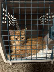 Found/Stray Male Cat last seen E 21st Street between Greenmount Avenue & Boone Street, Baltimore, MD 21218