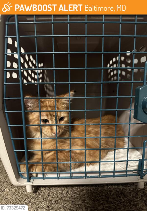Found/Stray Male Cat last seen E 21st Street between Greenmount Avenue & Boone Street, Baltimore, MD 21218