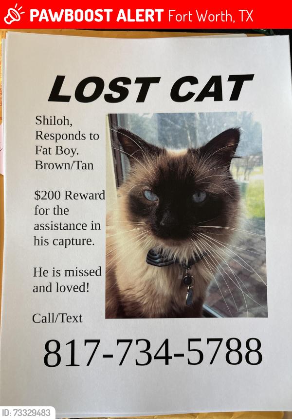 Lost Male Cat last seen Lagoona Ln and Winn Dr, Fort Worth, TX 76134