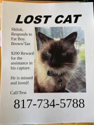 Lost Male Cat last seen Lagoona Ln and Winn Dr, Fort Worth, TX 76134