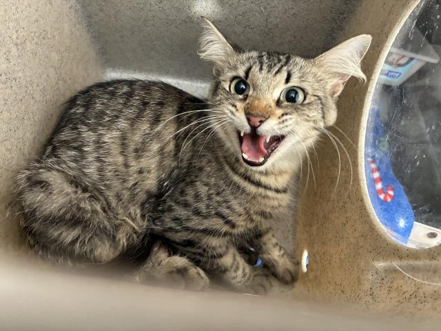 Shelter Stray Female Cat last seen Near BLOCK RECOGNITION LN, 227 N D St, Perris, CA 92570, USA