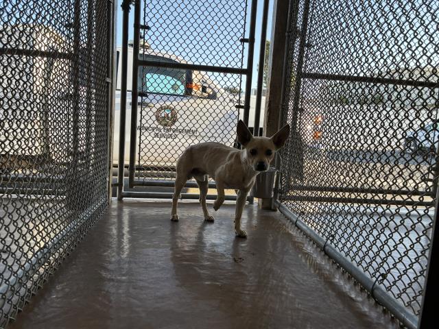 Shelter Stray Male Dog last seen Near BLOCK E SAN JACINTO AVE, 227 N D St, Perris, CA 92570, USA