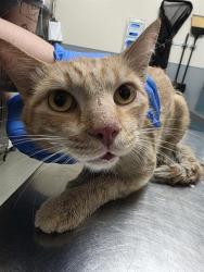Shelter Stray Male Cat last seen Near BLK CORALITE, 655 N Mojave Rd, Las Vegas, NV 89101, USA