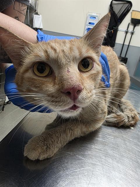 Shelter Stray Male Cat last seen Near BLK CORALITE, 655 N Mojave Rd, Las Vegas, NV 89101, USA