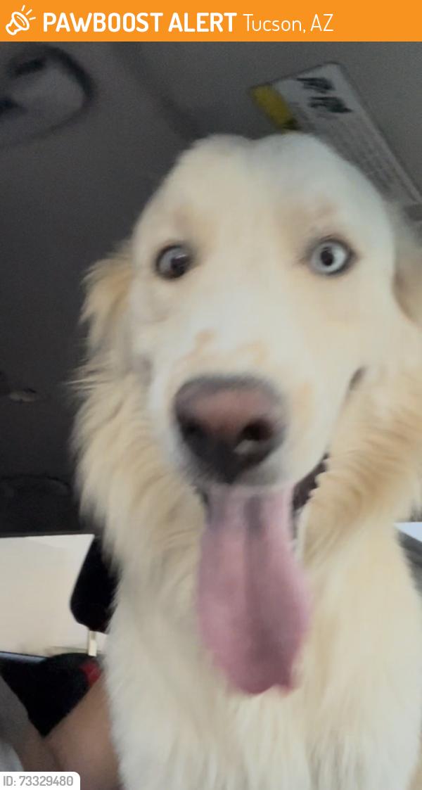 Found/Stray Male Dog last seen Starr pass and greasewood., Tucson, AZ 85713