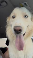 Found/Stray Male Dog last seen Starr pass and greasewood., Tucson, AZ 85713