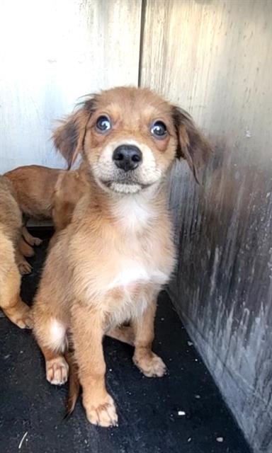 Shelter Stray Male Dog last seen Near BLOCK MISSION GRANDE, 4710 TX-151, San Antonio, TX 78227, USA
