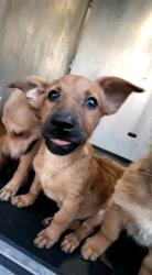 Shelter Stray Female Dog last seen Near BLOCK MISSION GRANDE, 4710 TX-151, San Antonio, TX 78227, USA