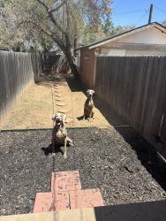 Reunited Female Dog last seen Near the high achool, Lubbock, TX 79401