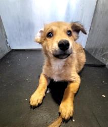 Shelter Stray Female Dog last seen Near BLOCK MISSION GRANDE, 4710 TX-151, San Antonio, TX 78227, USA