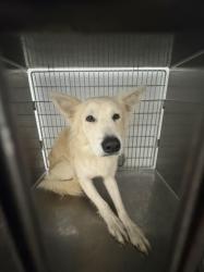 Shelter Stray Male Dog last seen , 1850 W 60th St, Los Angeles, CA 90047, USA
