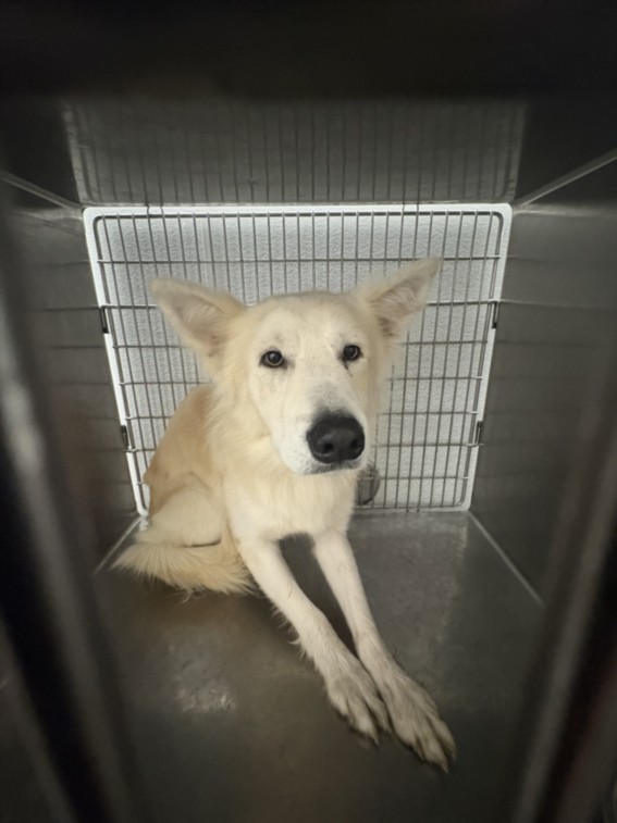 Shelter Stray Male Dog last seen , 1850 W 60th St, Los Angeles, CA 90047, USA