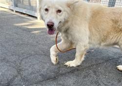 Shelter Stray Female Dog last seen , 1850 W 60th St, Los Angeles, CA 90047, USA