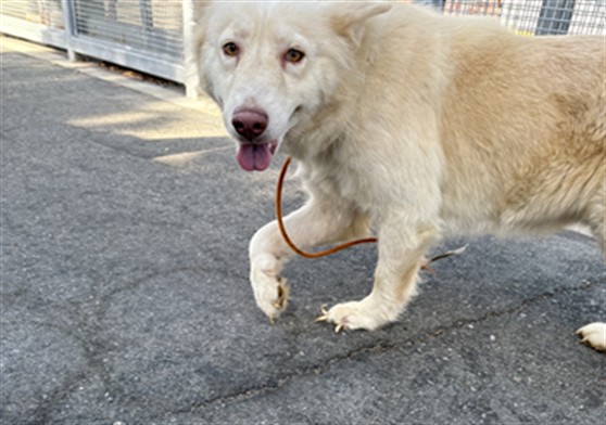 Shelter Stray Female Dog last seen , 1850 W 60th St, Los Angeles, CA 90047, USA