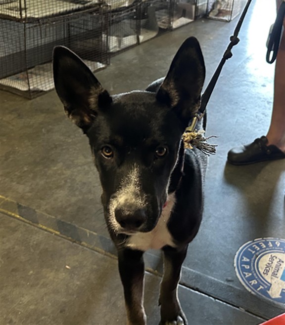 Shelter Stray Female Dog last seen , 1850 W 60th St, Los Angeles, CA 90047, USA
