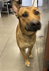 Shelter Stray Male Dog last seen 19TH AVE AND CHOLLA ST, 2500 S 27th Ave, Phoenix, AZ 85009, USA