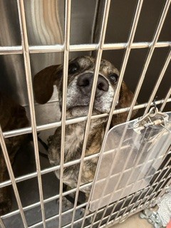 Shelter Stray Male Dog last seen , 5501 E Van Buren St, Phoenix, AZ 85008, USA