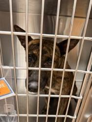 Shelter Stray Female Dog last seen , 5501 E Van Buren St, Phoenix, AZ 85008, USA