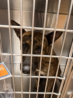 Shelter Stray Female Dog last seen , 5501 E Van Buren St, Phoenix, AZ 85008, USA