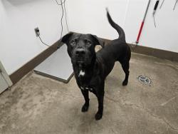 Shelter Stray Male Dog last seen , 4000 N Silverbell Rd, Tucson, AZ 85745, USA