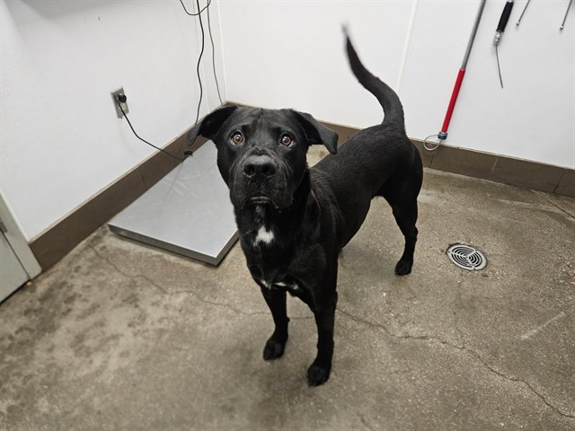 Shelter Stray Male Dog last seen , 4000 N Silverbell Rd, Tucson, AZ 85745, USA