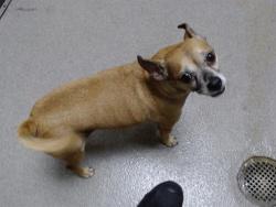 Shelter Stray Male Dog last seen Near BLOCK E 45TH AVE, DENVER CO 80239, 1241 W Bayaud Ave, Denver, CO 80223, USA