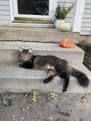 Reunited Female Cat last seen 71st and Outlook, Shawnee Mission, KS 66204