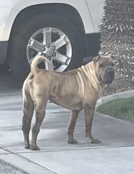 Found/Stray Unknown Dog last seen Arch Bay Ln., Las Vegas, NV 89128