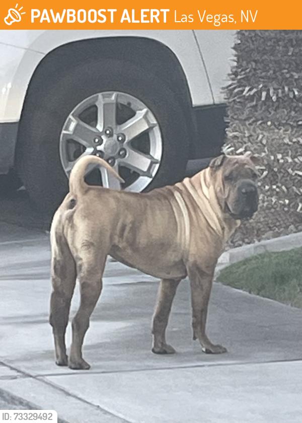 Found/Stray Unknown Dog last seen Arch Bay Ln., Las Vegas, NV 89128