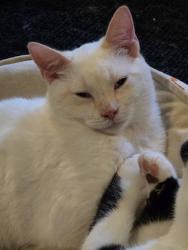 Reunited Male Cat last seen Oatfield and Stonehill, Gladstone, OR 97027