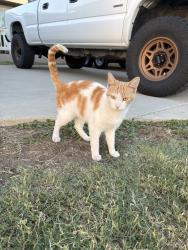 Found/Stray Male Cat last seen La Fortuna and Manecita, La Mirada, CA 90638