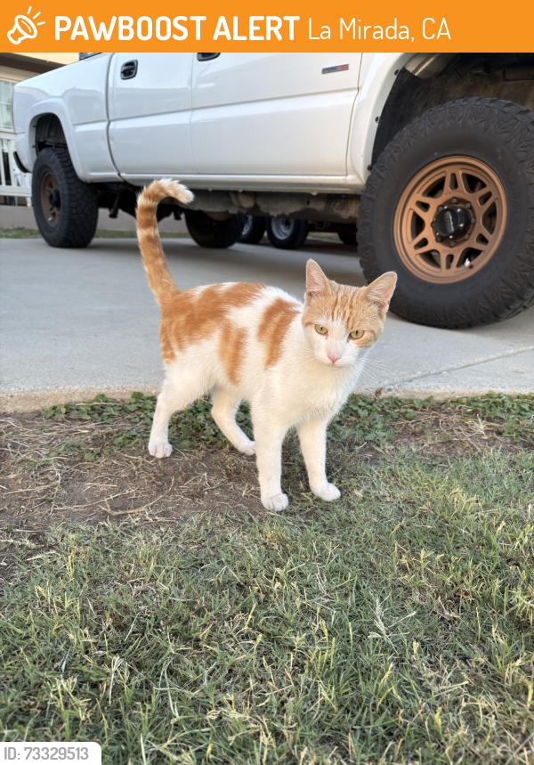 Found/Stray Male Cat last seen La Fortuna and Manecita, La Mirada, CA 90638