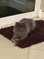 Reunited Male Cat last seen Osage and apache trail, Mesquite, TX 75149
