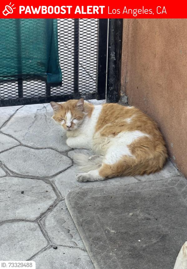 Lost Male Cat last seen Near E Cesar E Chavez Ave Ste D, Los Angeles, CA 90022 United States, Los Angeles, CA 90022