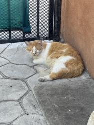 Lost Male Cat last seen Near E Cesar E Chavez Ave Ste D, Los Angeles, CA 90022 United States, Los Angeles, CA 90022
