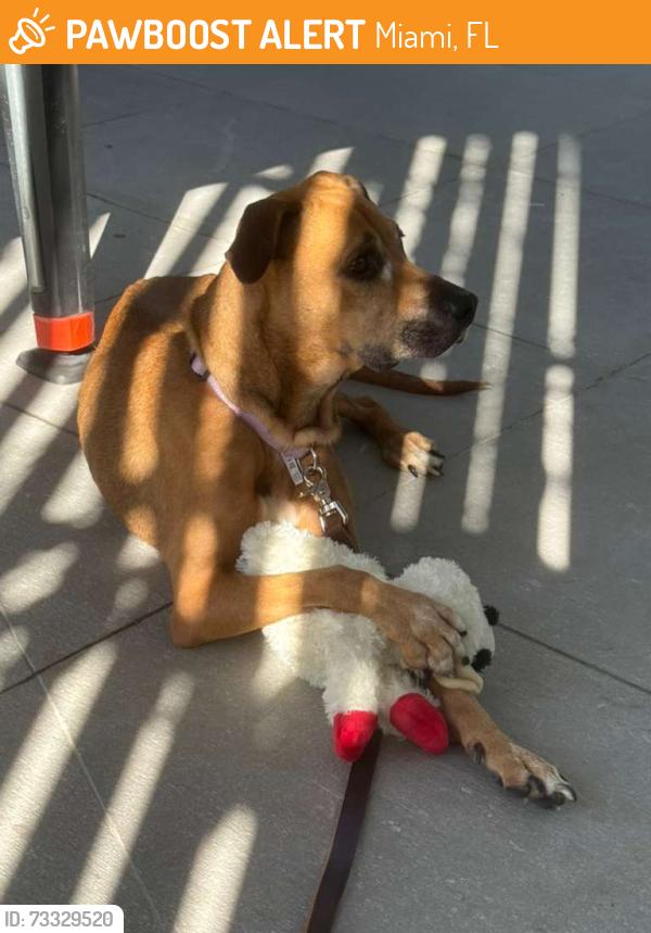 Found/Stray Female Dog last seen Near s biscayne blvd, Miami, FL 33131