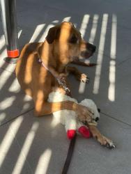 Found/Stray Female Dog last seen Near s biscayne blvd, Miami, FL 33131