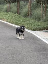 Found/Stray Unknown Dog last seen Hayes and Holland, Fresno, CA 93723