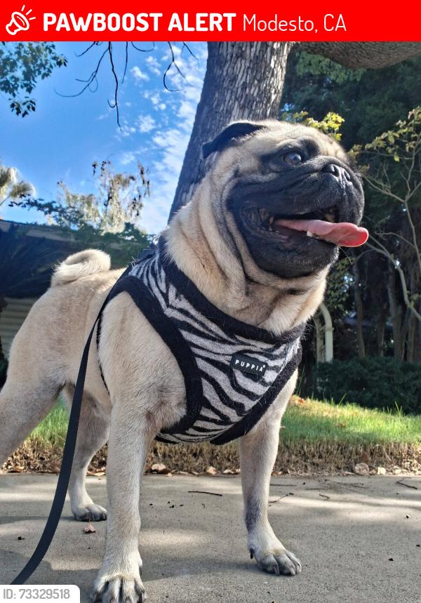 Lost Male Dog last seen Northern Modesto., Modesto, CA 95354