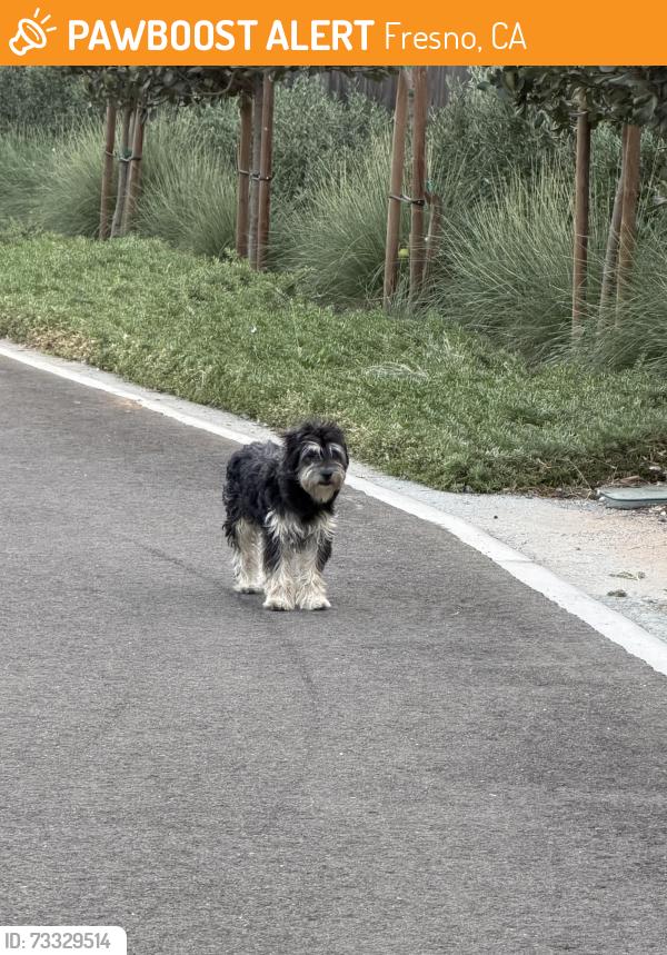 Found/Stray Unknown Dog last seen Hayes and Holland, Fresno, CA 93723