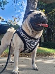 Lost Male Dog last seen Northern Modesto., Modesto, CA 95354